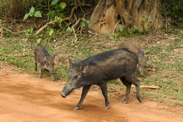 Wild boars on dirt road in Yala National Park, Sri Lanka