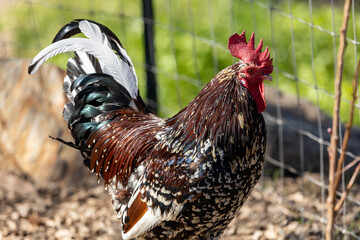 Rooster on the Farm