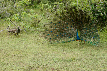 Male Indian blue peafowl (peacock) displaying his breeding plumage to female, Yala National Park,...