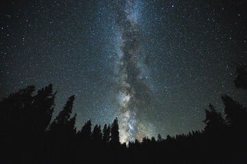 milky way stars above trees