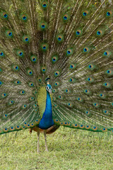 Male Indian blue peafowl (peacock) displaying his breeding plumage, Yala National Park, Sri Lanka