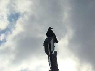 urubu negro litoral brasil silhueta