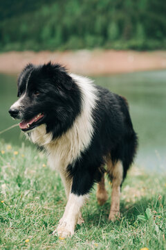 Border Collie In The Nature