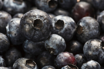 USA, Oregon, Keizer, blueberries.