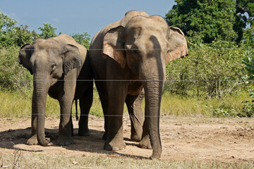 Fototapeta na wymiar Asian elephants (female and her juvenile calf) standing by electric fence in Uda Walawe National Park, Sri Lanka