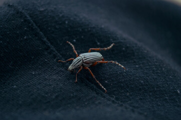 insect on wood