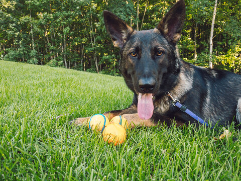 Sable german shepherd lying in the grass