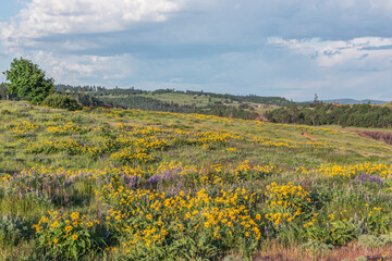 USA, Oregon. Tom McCall Nature Preserve, Rowena Plateau wildflowers.