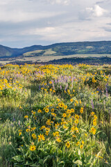 USA, Oregon. Tom McCall Nature Preserve, Rowena Plateau wildflowers.