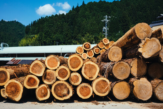 Trees Are Put to Get Dry at Wooden Processing Plant in Japanese Countryside