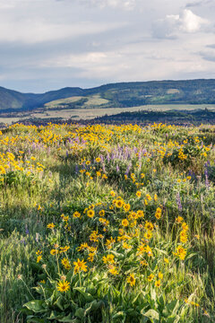 USA, Oregon. Tom McCall Nature Preserve, Rowena Plateau wildflowers.