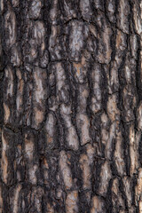 숲 속의 나무 껍질