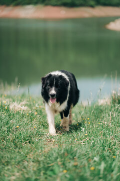 Border Walking Collie In The Nature