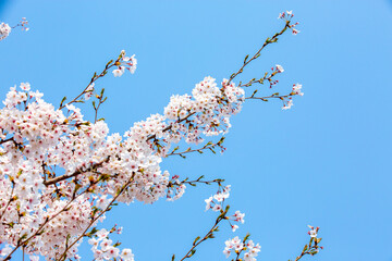 봄에 활짝 핀 벚꽃