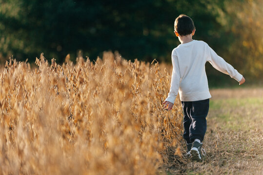 Bean field