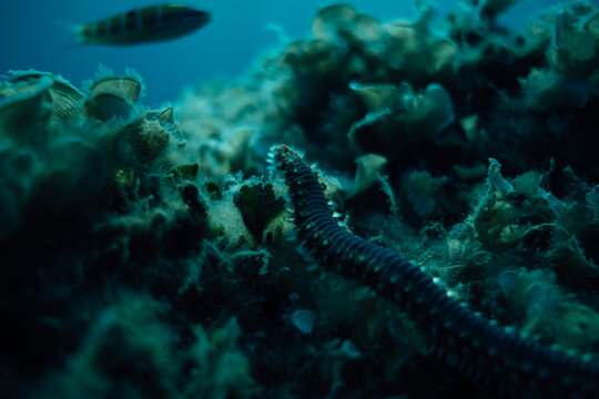 Close up shot of an underwater worm