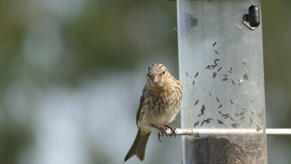 Lesser Redpoll feeding from a Feeder at bird table