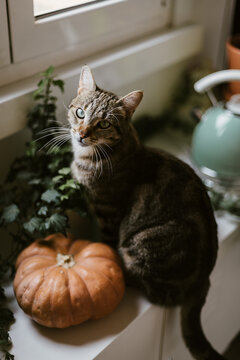 Tiger cat and a pumpkin