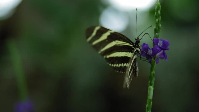 Zebra longwing black and yellow striped butterfly feeding on purple flower - close up