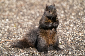 Squirrel standing on hind legs eating bird feeder spilled feed on late winter day in bright sun but freezing cold