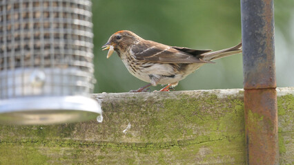 Lesser Redpoll feeding from a Feeder at bird table