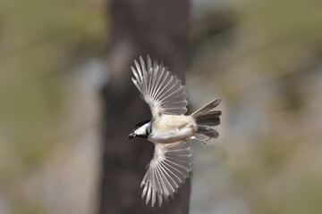 Chickadees feeding on bird feeder then flying off quickly with fast darting wing beats in nature reserve on freezing cold but sunny late winter day
