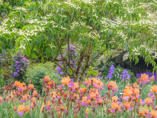 USA, Oregon, Salem, Bearded Iris springtime bloom