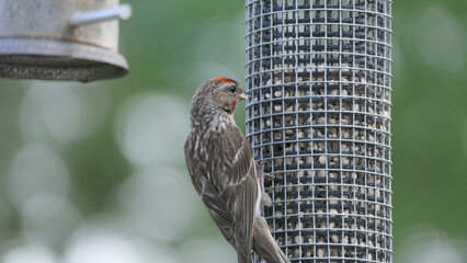 Lesser Redpoll feeding from a Feeder at bird table
