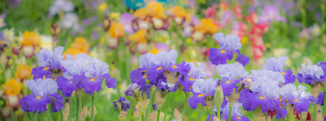 USA, Oregon, Salem, Bearded Iris springtime bloom