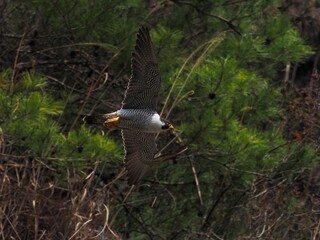 グリーンバックに悠然と飛ぶハヤブサ成鳥