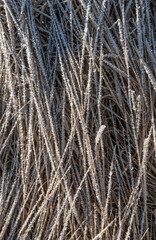close up of frost on grass in winter