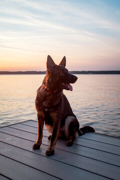 Sable German Shepherd on the dock during sunset
