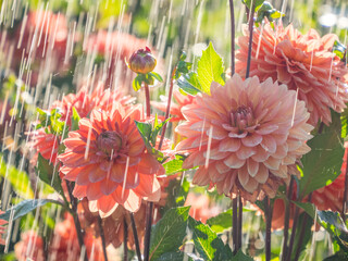 USA, Oregon, Canby, Swam Island Dahlias, water coming down on flowers
