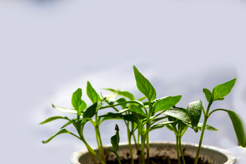 Early seedling , grown from seeds in boxes at home on the windowsill. seedlings in peat pots.Baby plants seeding, black hole trays for agricultural seedlings.The spring planting.