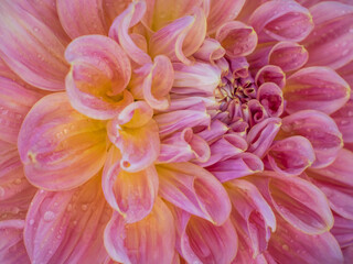 USA, Oregon, Canby, Swam Island Dahlias, Dahlia flower close-ups