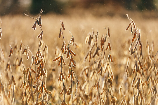 Farming
