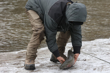 Fototapeta na wymiar Catching trout in spring out of freezing cold river for catch and release sport fishing