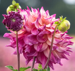 USA, Oregon, Canby, Swan Island Dahlia farm with close-ups of flowering Dahlia