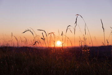 Silhouette of grass at dawn