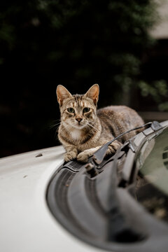 Cute stray cat on top of car in street during daytime