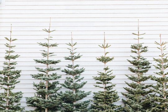 Christmas Trees