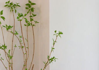 green leaves growing on plants