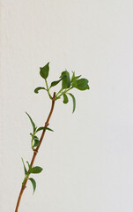 green leaves growing on plants