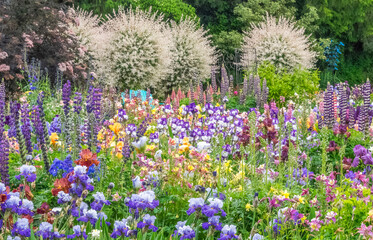 USA, Oregon, Salem, colorful garden with Russell Lupine and Allium in full bloom