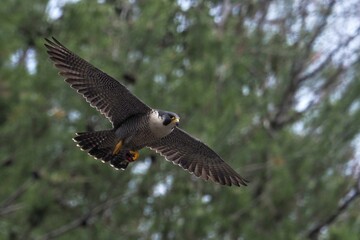 グリーンバックに餌を持って悠然と飛ぶ繁殖期のハヤブサ成鳥
