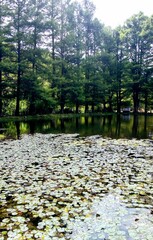 lake in autumn