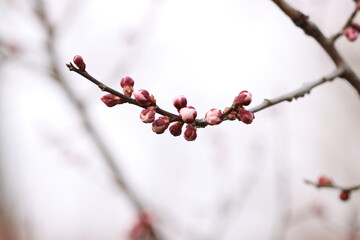 a bud blooming on a red plum tree