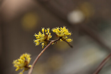 Cornelian Cherry tree flowers blooming in spring of March