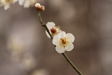 plum blossoms and buds in plum trees