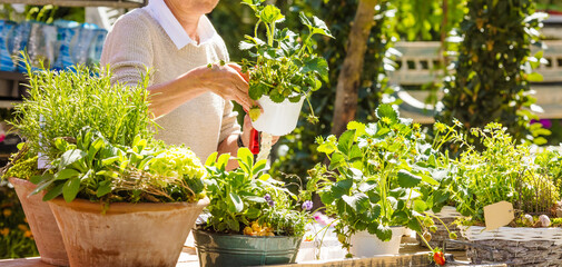 Female florist or gardener working in flower shop or nursery.